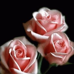 Meet your Posher, Shamaila